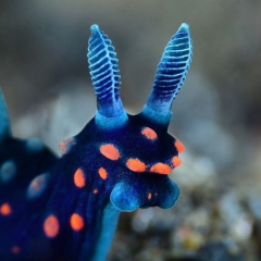 seaslug404