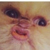 Senor Frenchie