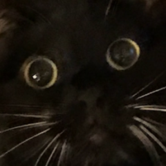 Hypercat