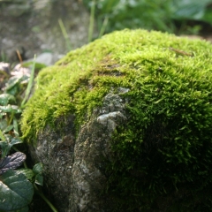 MossyRock